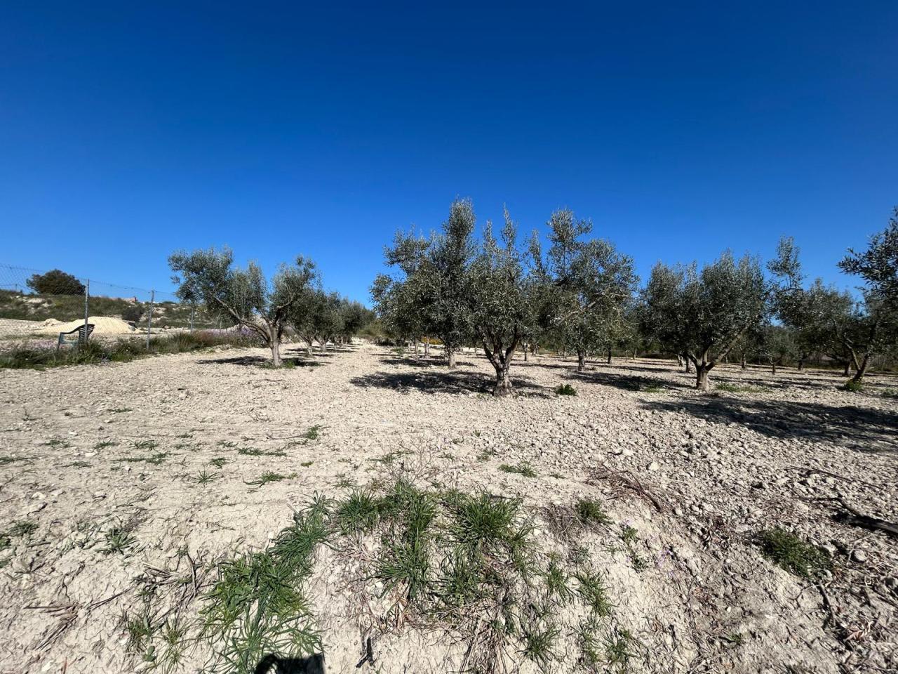  Tierra cañada Antonia