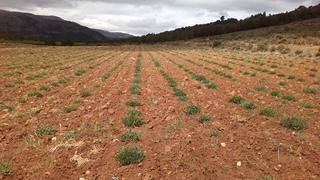  Finca NERPIO/MORATALLA