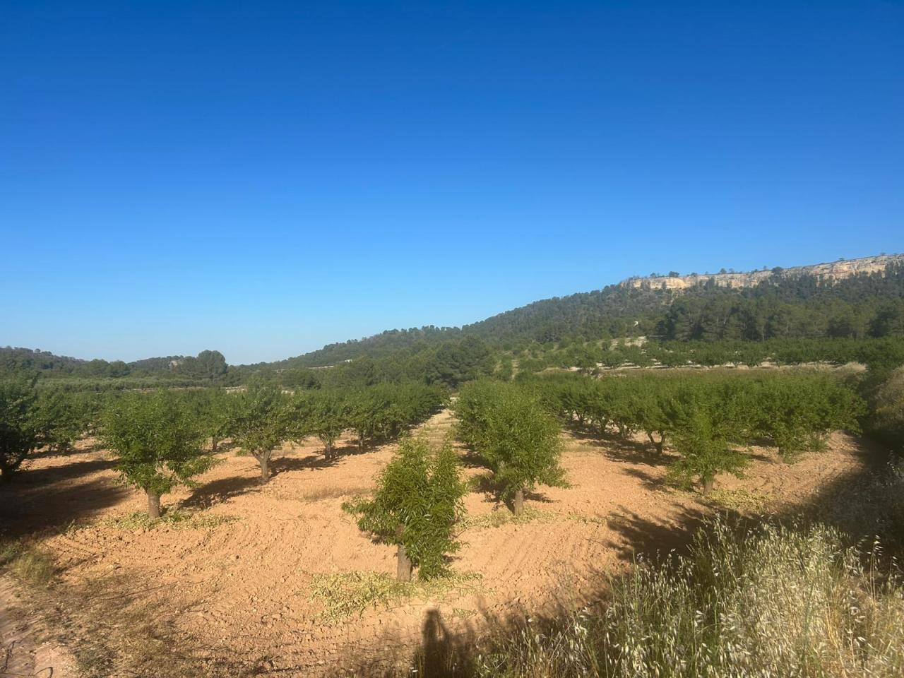  Finca Zona MARTIBAÑEZ