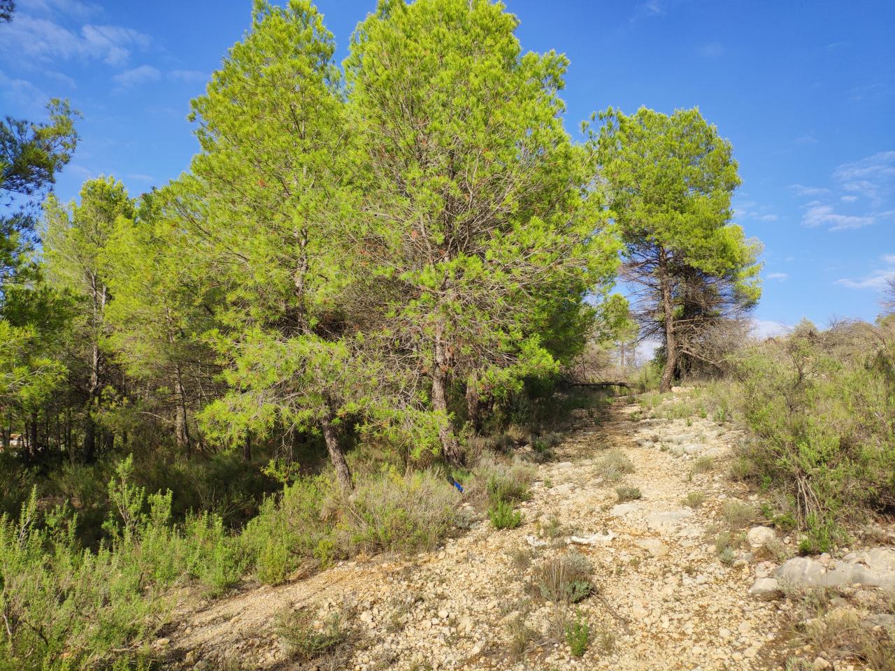  Terreno de pinos