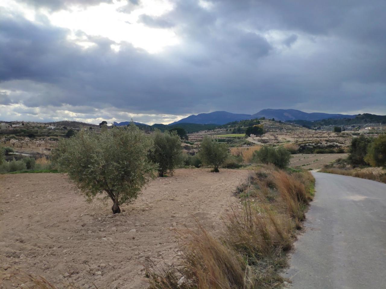  Tierra oliveras Ollerías
