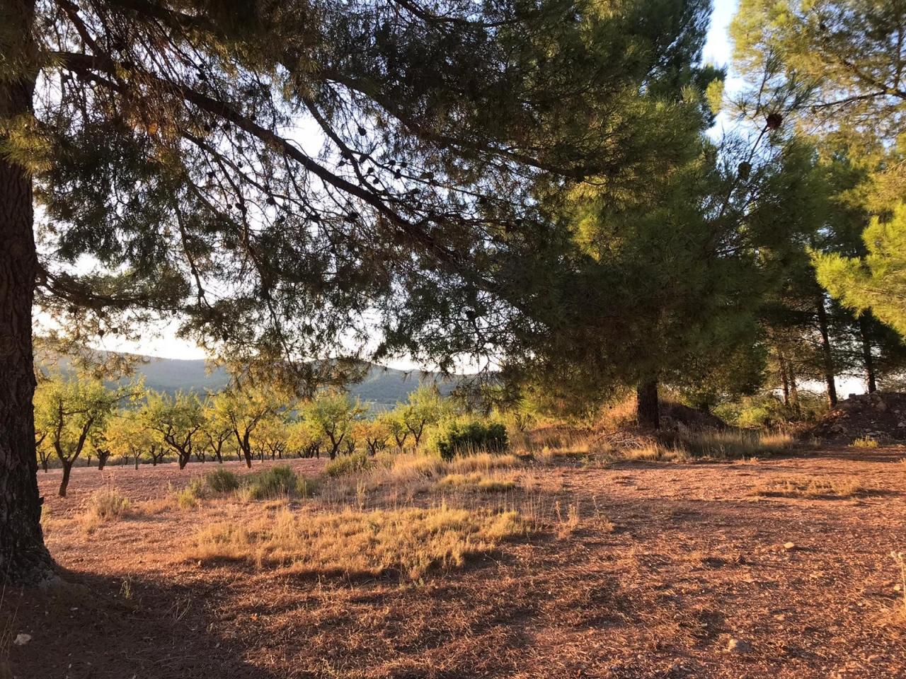  Terreno secano La Perihuela