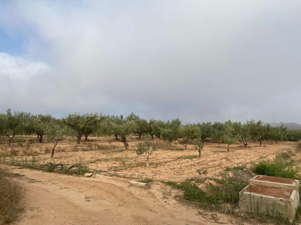  TIERRA OSAMENTA
