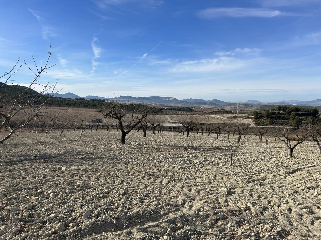  Terreno Almendros Rui Perez